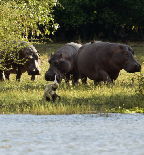 hippos